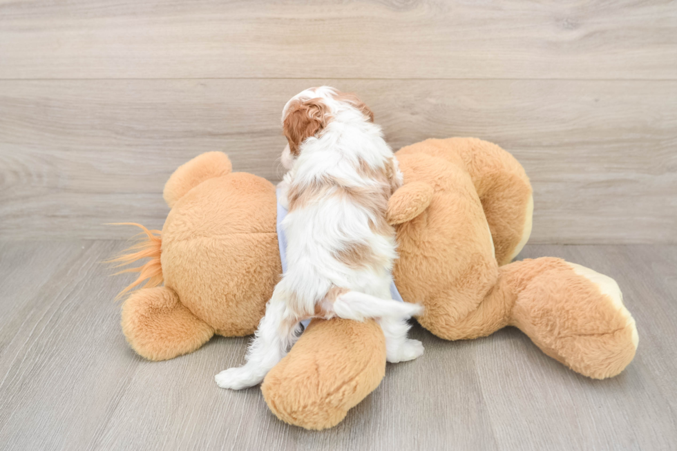 Best Cavapoo Baby