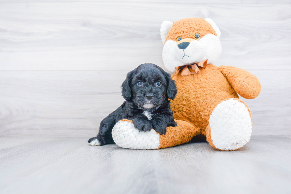 Fluffy Cavapoo Poodle Mix Pup