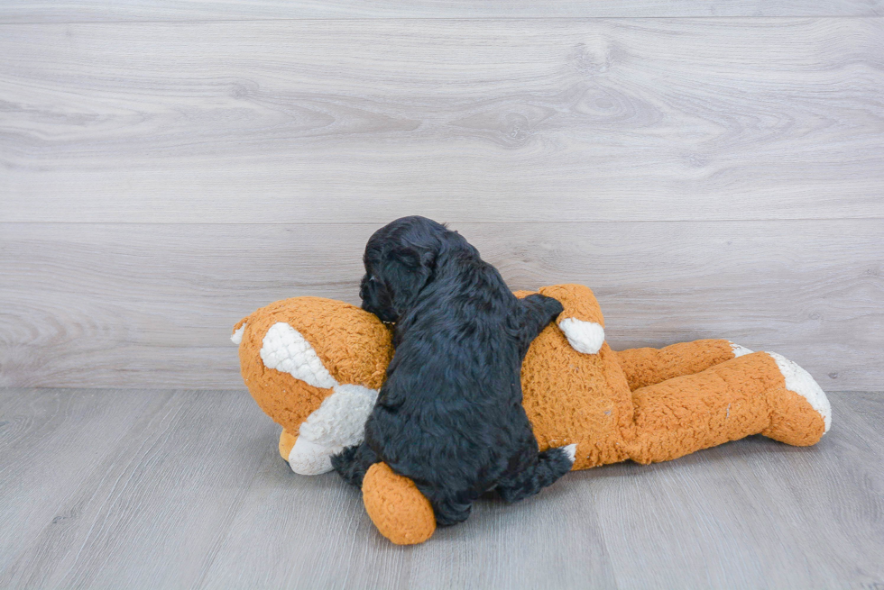 Funny Cavapoo Poodle Mix Pup