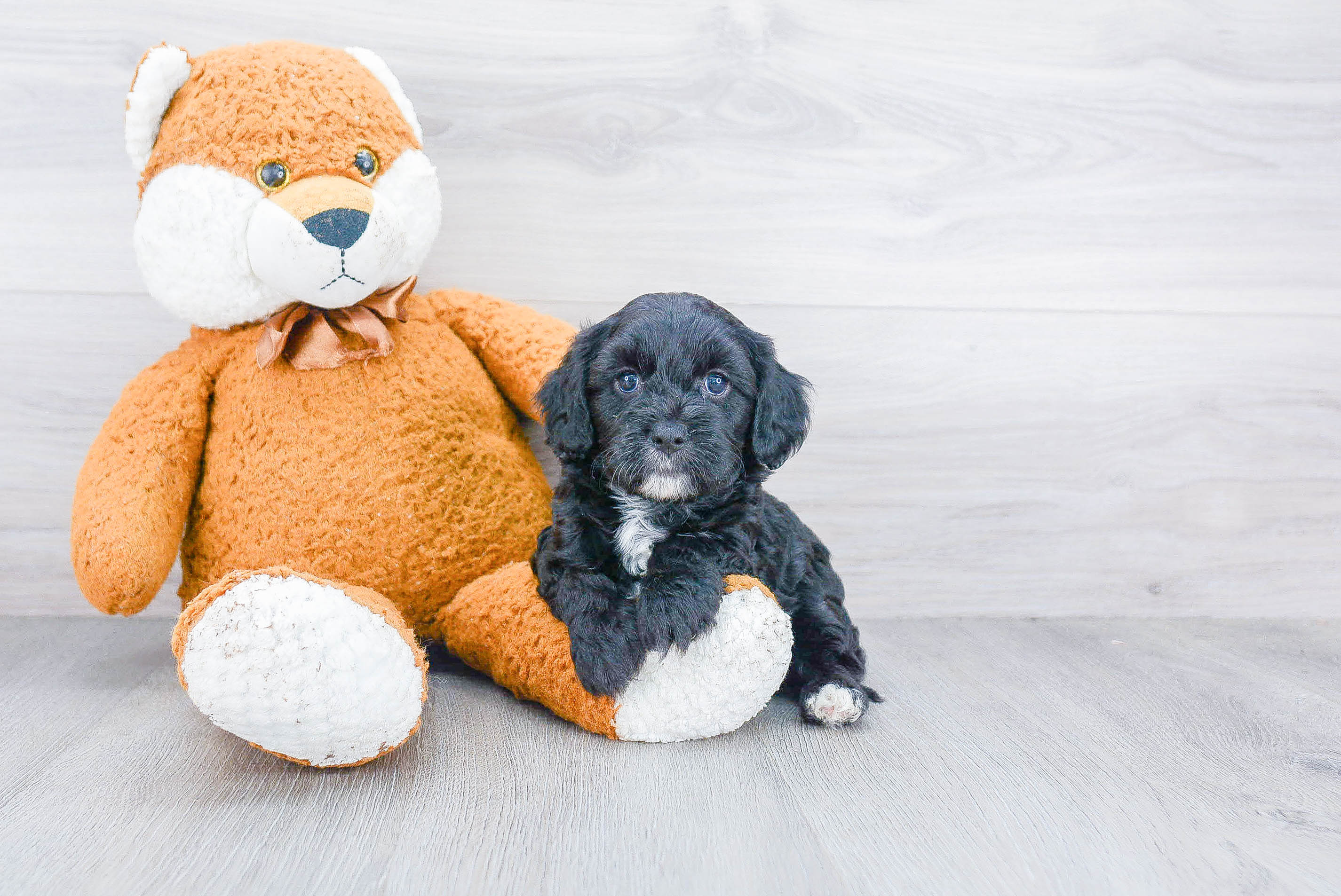 Cavapoo Puppy for Adoption
