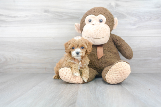 Happy Cavapoo Baby