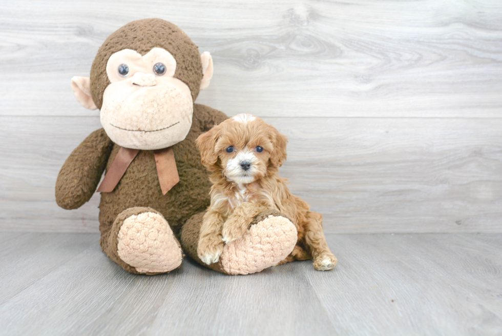 Cavapoo Pup Being Cute