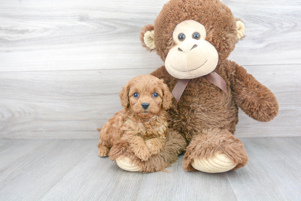 Cavapoo Pup Being Cute