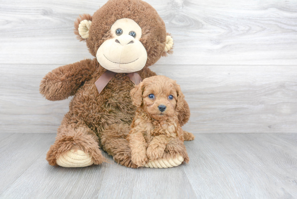 Cavapoo Pup Being Cute