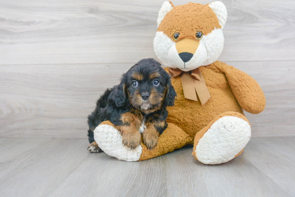 Small Cavapoo Baby