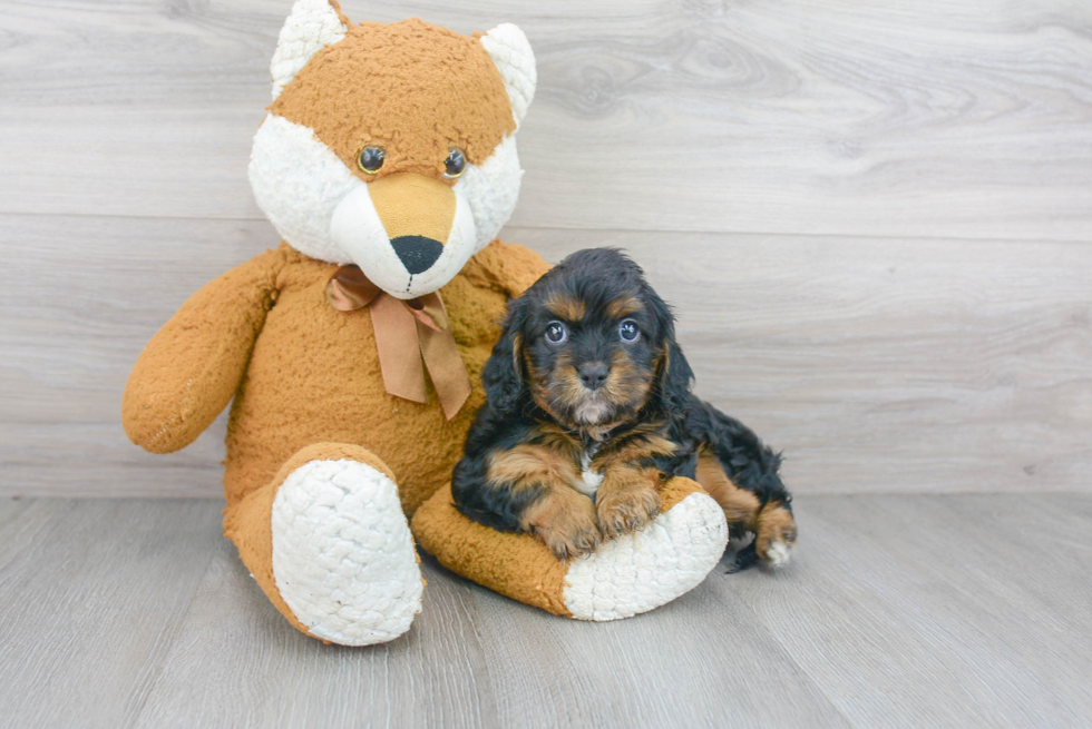 Best Cavapoo Baby