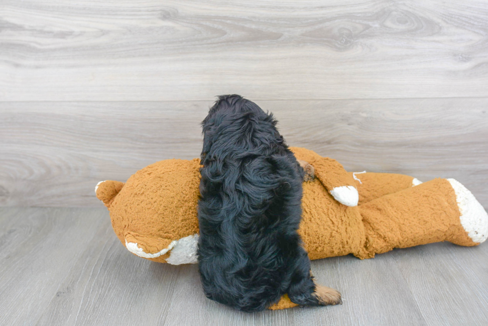 Best Cavapoo Baby