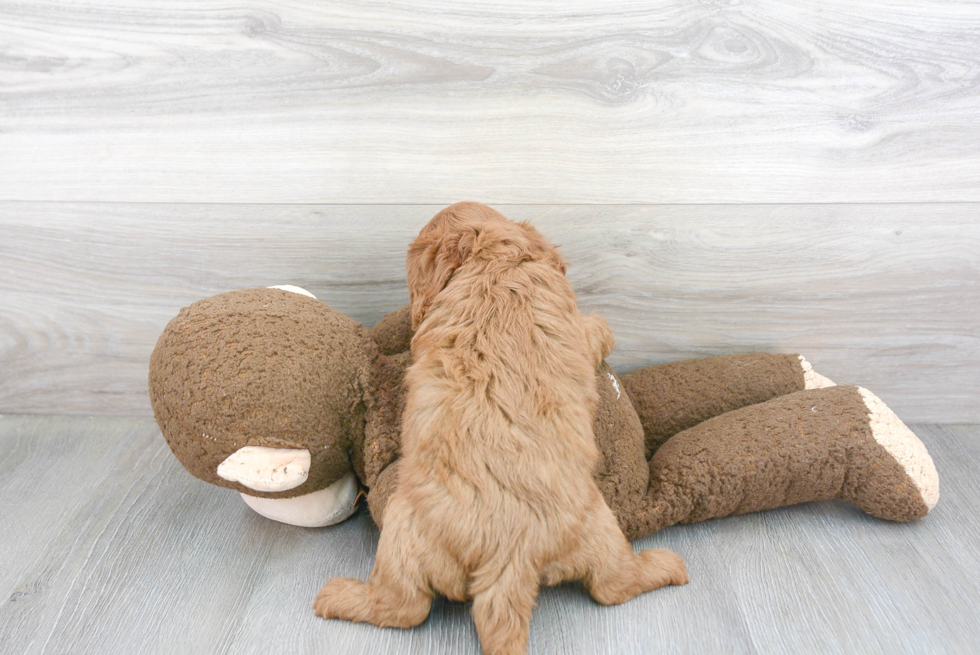 Cavapoo Puppy for Adoption