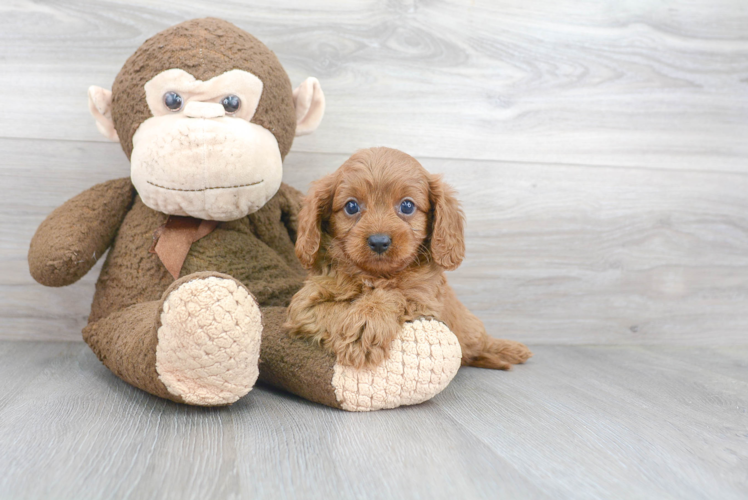 Fluffy Cavapoo Poodle Mix Pup