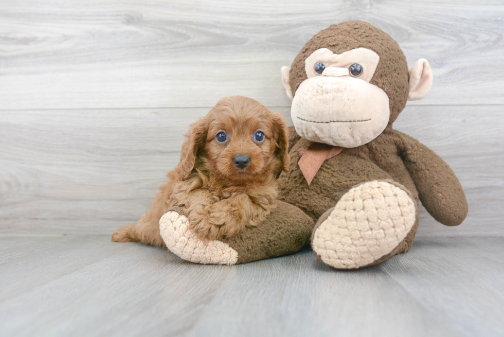 Cavapoo Puppy for Adoption