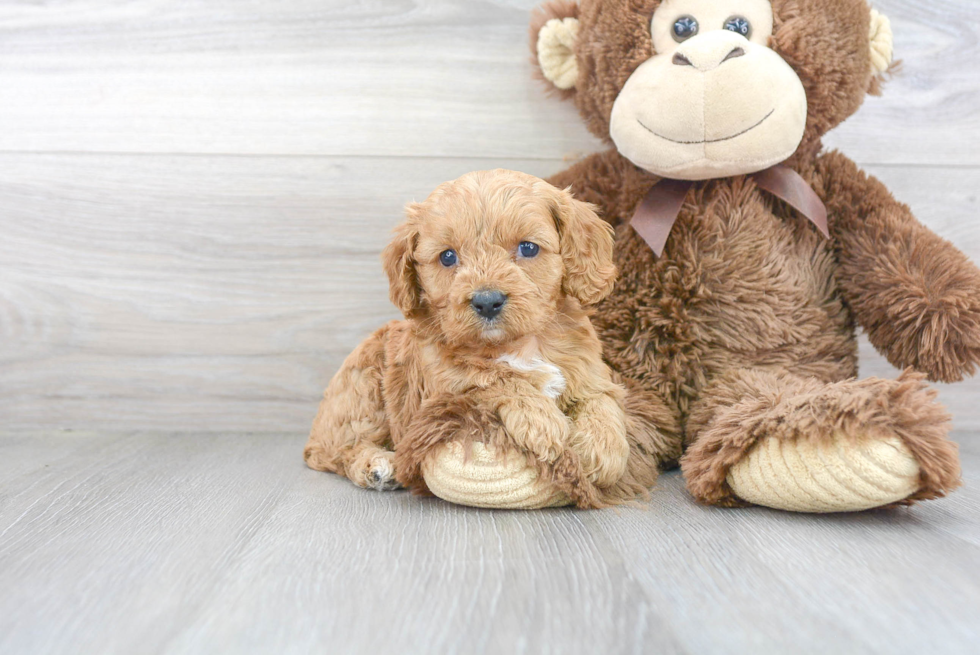 Hypoallergenic Cavoodle Poodle Mix Puppy