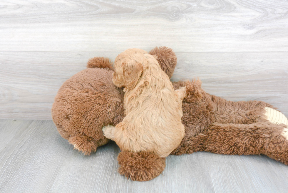 Happy Cavapoo Baby