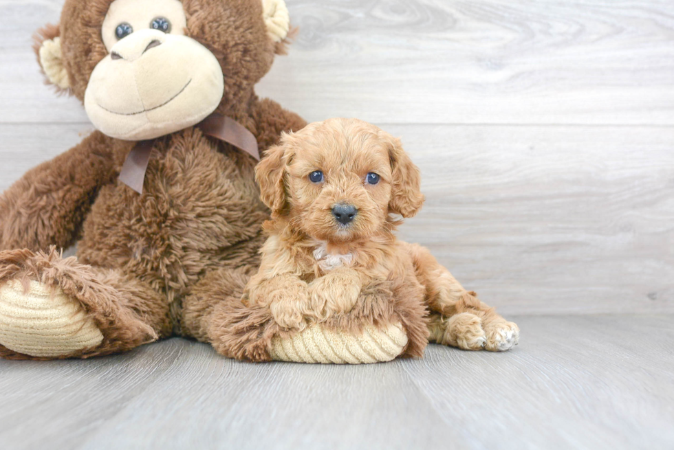 Cavapoo Pup Being Cute