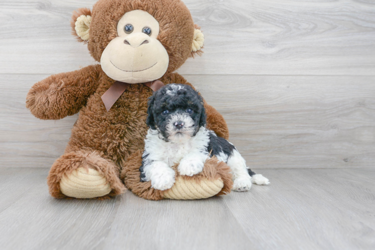 Cute Cavapoo Baby