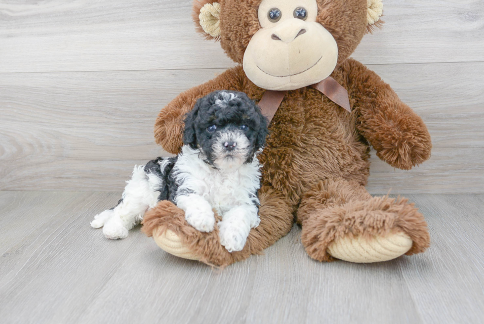 Cavapoo Pup Being Cute