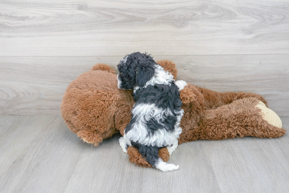 Fluffy Cavapoo Poodle Mix Pup