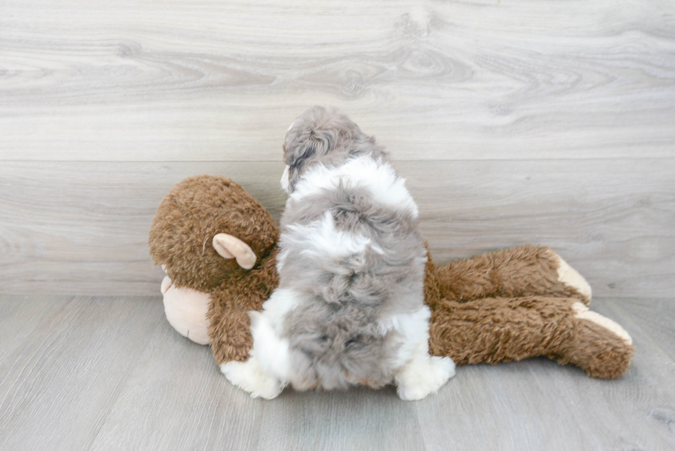 Cavapoo Pup Being Cute