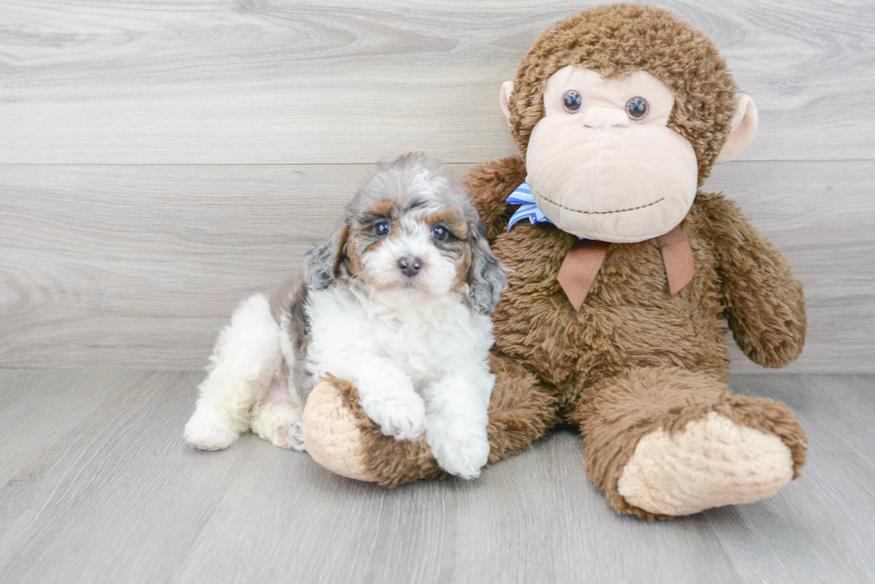 Best Cavapoo Baby