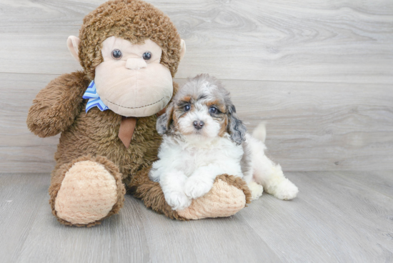 Best Cavapoo Baby