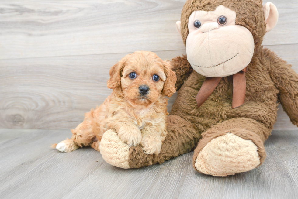 Best Cavapoo Baby