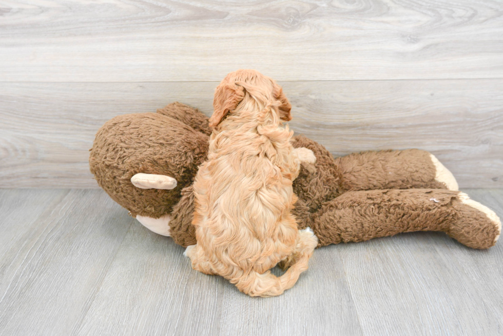 Best Cavapoo Baby