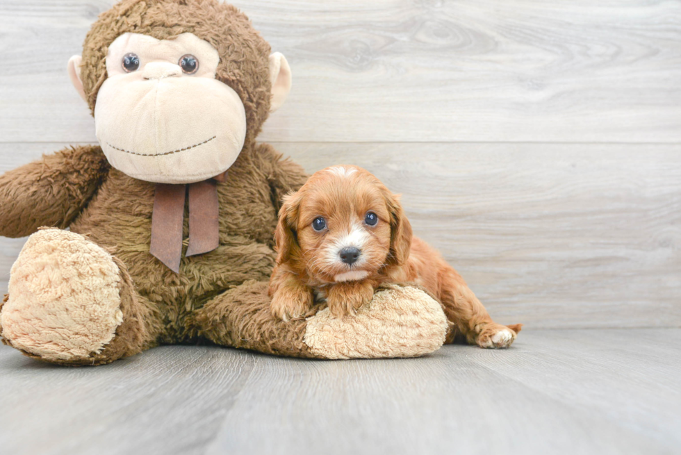 Happy Cavapoo Baby