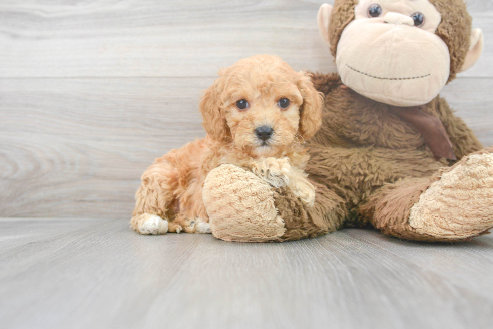 Friendly Cavapoo Baby