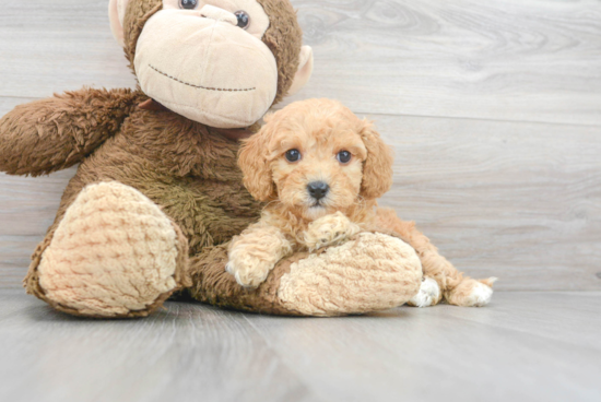 Cavapoo Puppy for Adoption