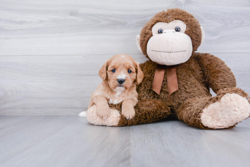 Cavapoo Pup Being Cute