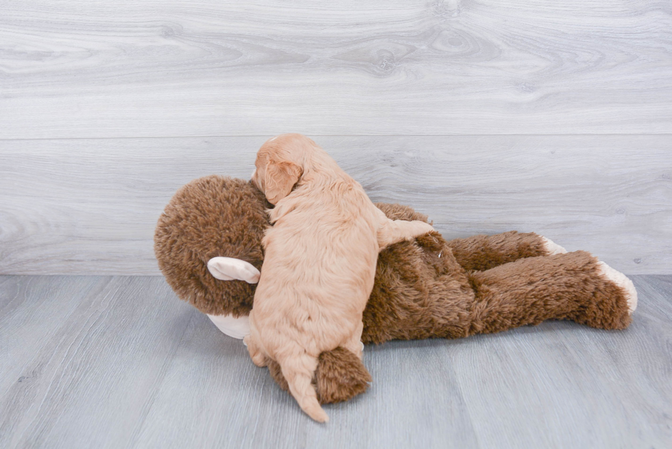 Cavapoo Pup Being Cute