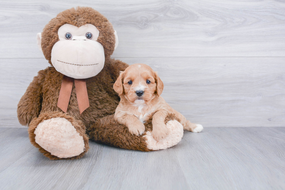 Sweet Cavapoo Baby