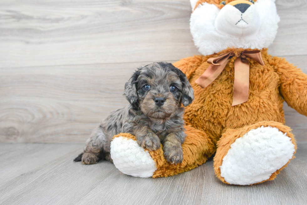 Funny Cavapoo Poodle Mix Pup