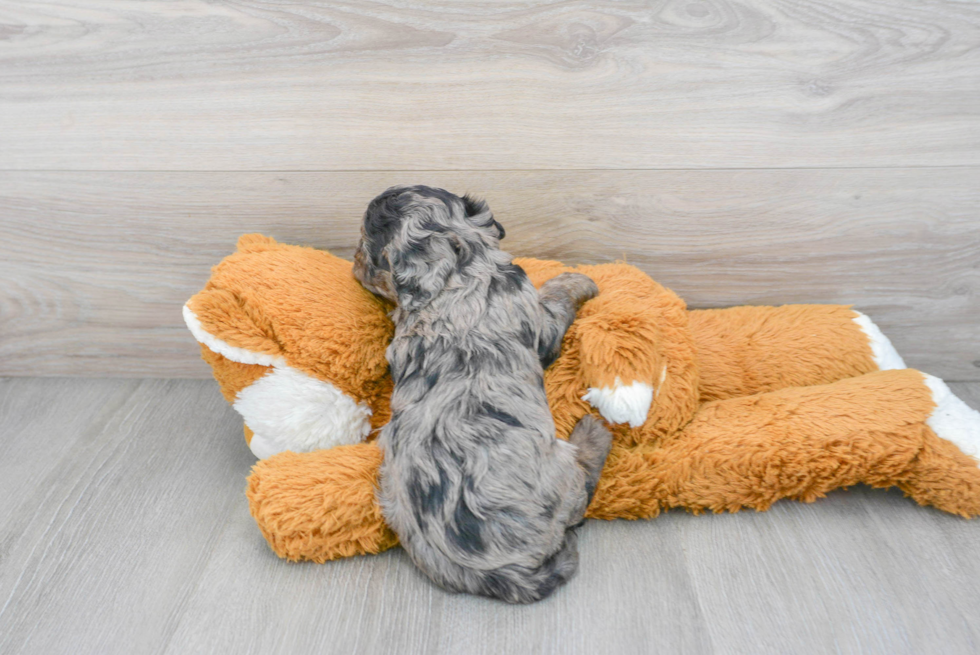 Fluffy Cavapoo Poodle Mix Pup