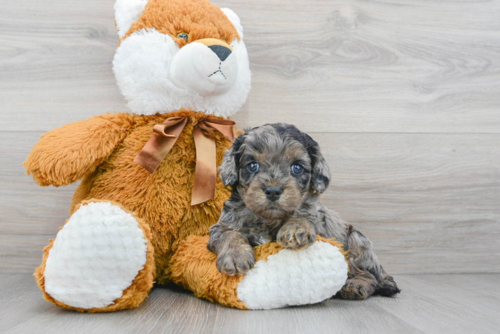 Fluffy Cavapoo Poodle Mix Pup