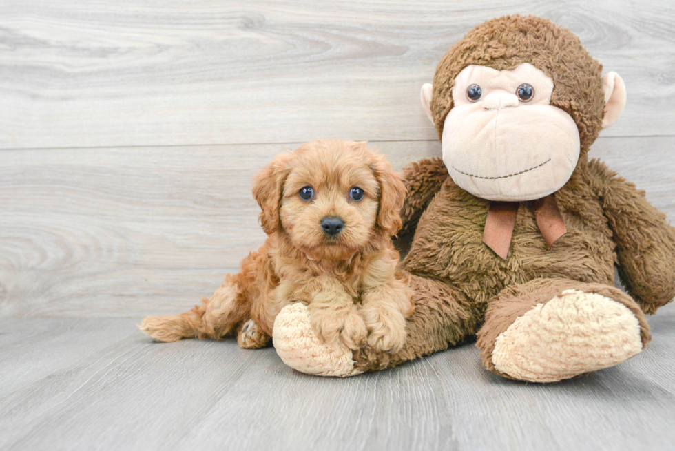 Best Cavapoo Baby