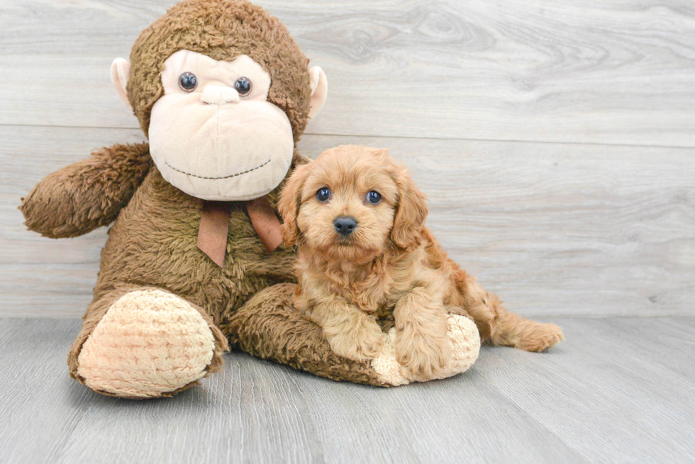 Cavapoo Puppy for Adoption