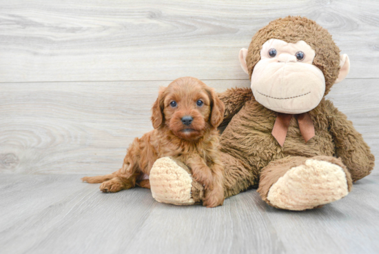 Funny Cavapoo Poodle Mix Pup