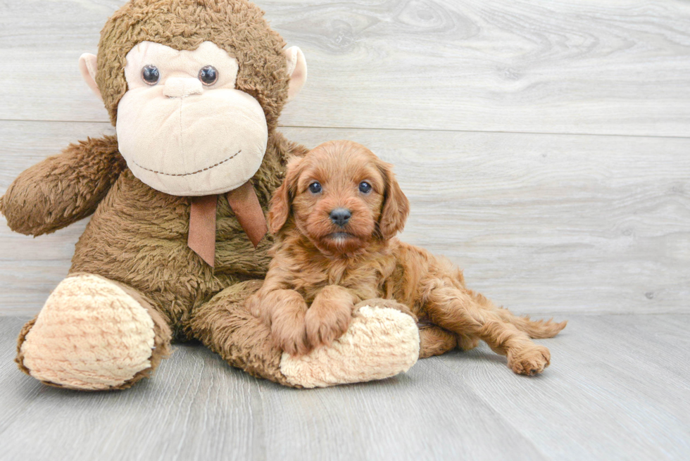 Sweet Cavapoo Baby