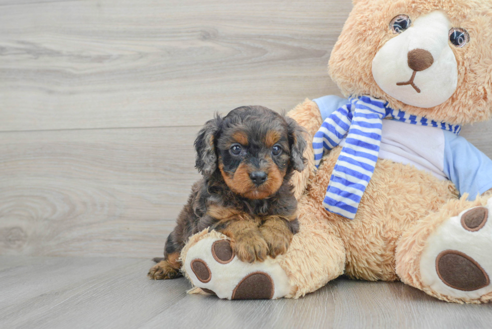 Smart Cavapoo Poodle Mix Pup