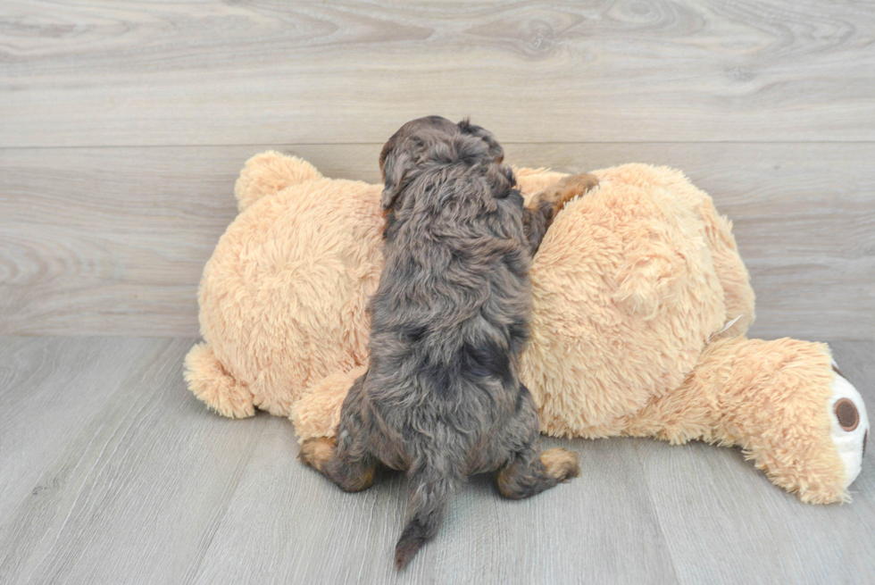 Funny Cavapoo Poodle Mix Pup