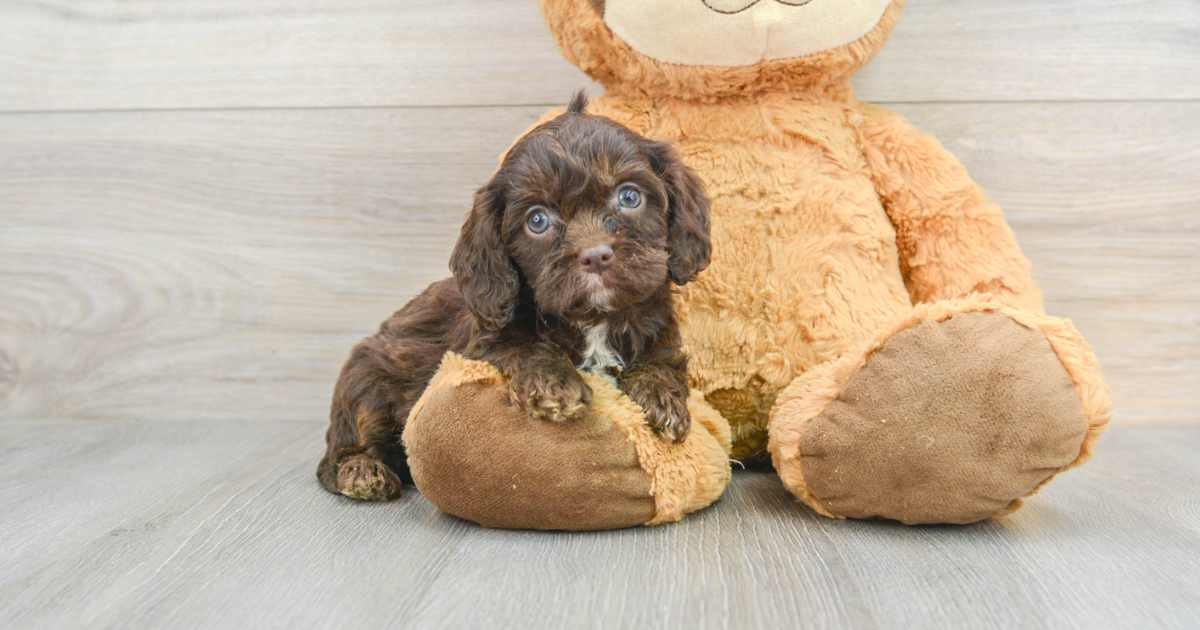 Smart Cavapoo Karmel: 3lb 2oz Doodle Puppy