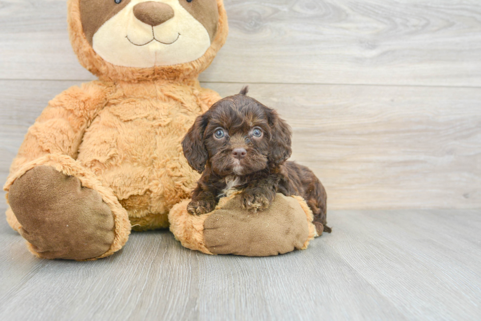 Cavapoo Puppy for Adoption