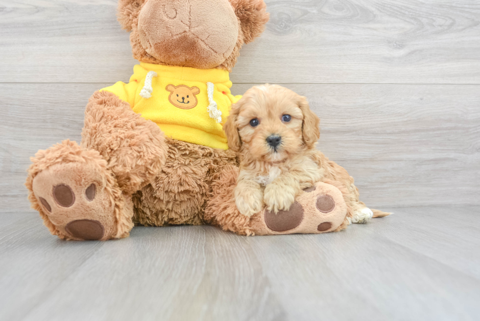 Cavapoo Puppy for Adoption