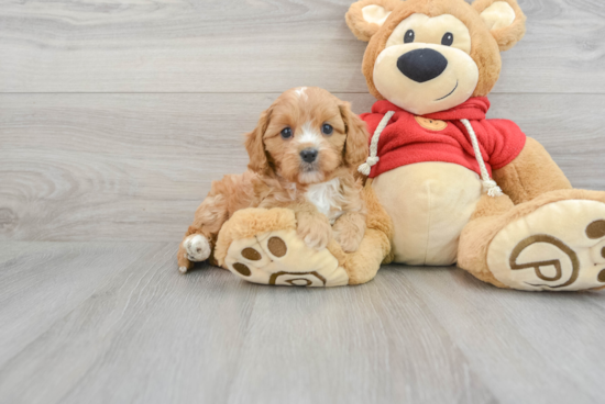 Funny Cavapoo Poodle Mix Pup