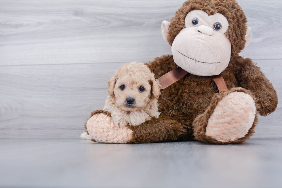 Cavapoo Pup Being Cute