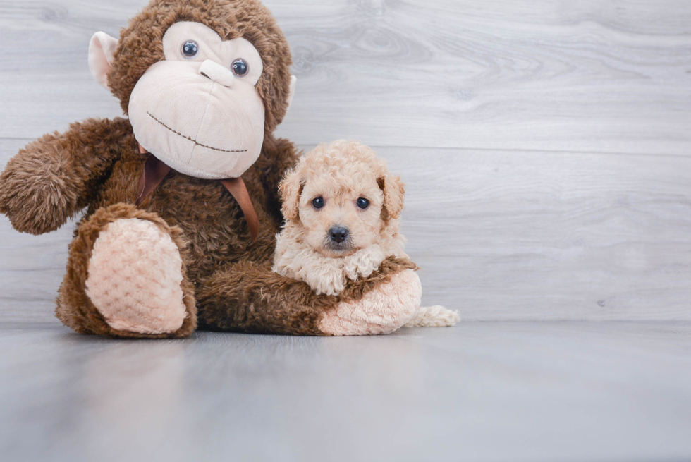 Adorable Cavoodle Poodle Mix Puppy