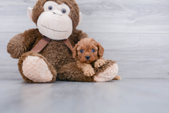 Happy Cavapoo Baby