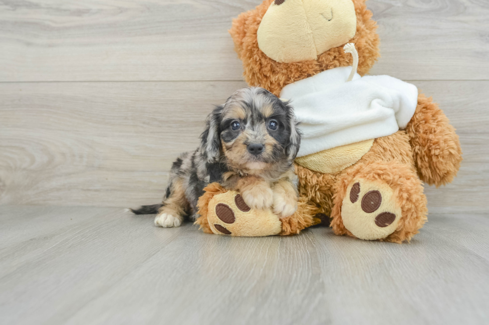 Best Cavapoo Baby