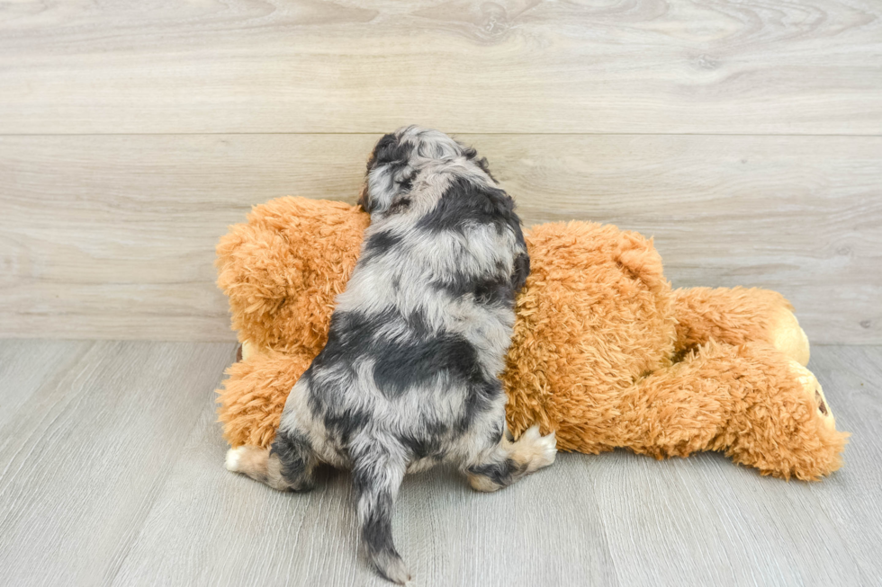 Smart Cavapoo Poodle Mix Pup