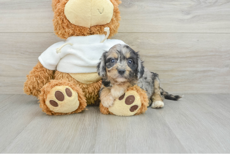 Best Cavapoo Baby